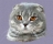 Picture of toraspanda
